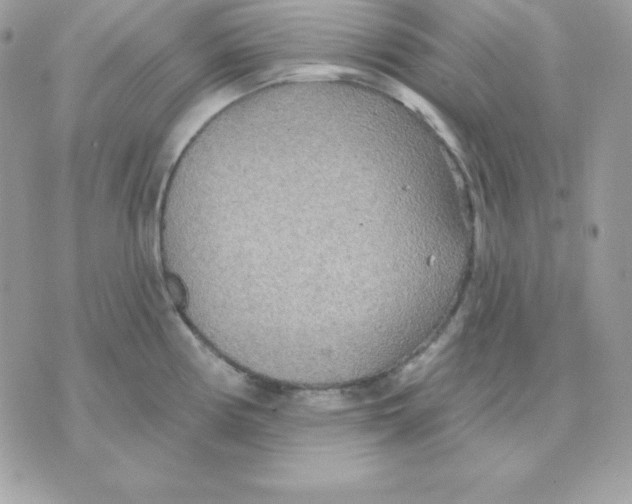 X0000070361194200607072055