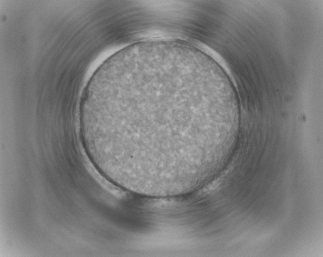 X0000070361195200607072055