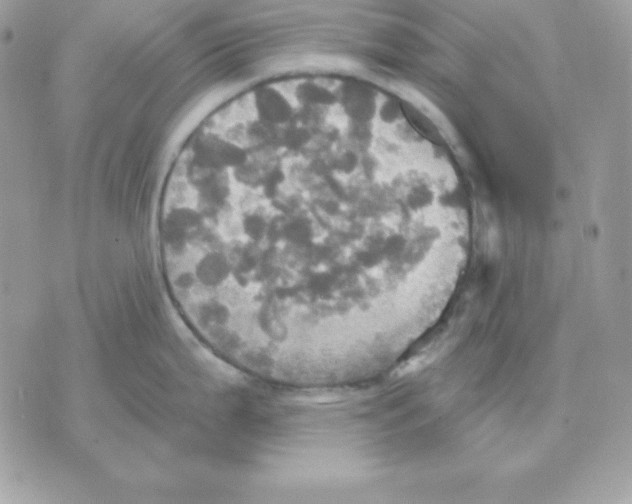 X0000070361199200607072055