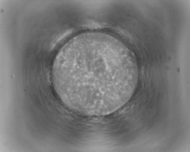 X0000070361205200607072054