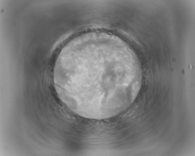 X0000070361207200607072054