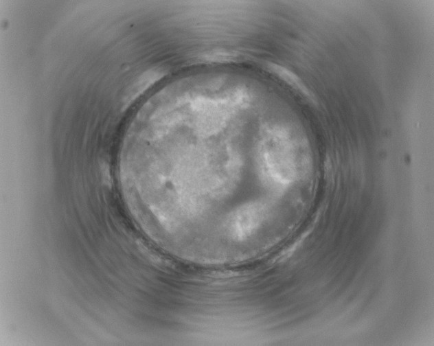 X0000070361209200607072054