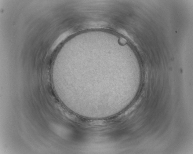 X0000070361211200607072055