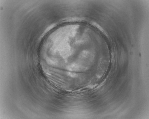 X0000070361213200607072055