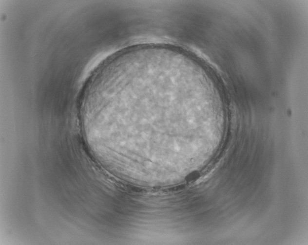 X0000070361215200607072055