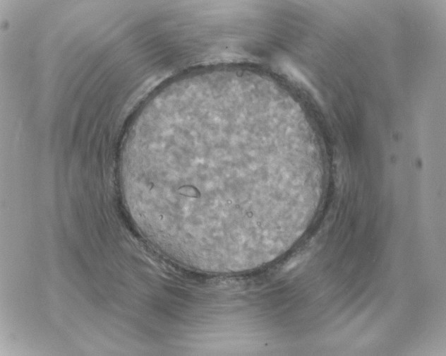 X0000070361217200607072055