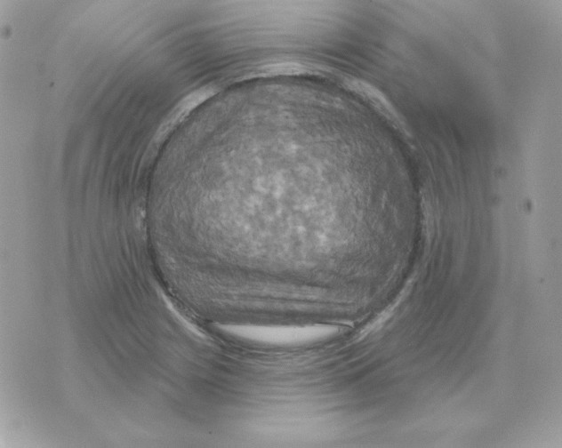 X0000070361225200607072055