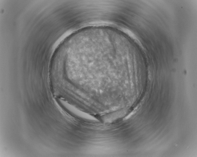 X0000070361229200607072055