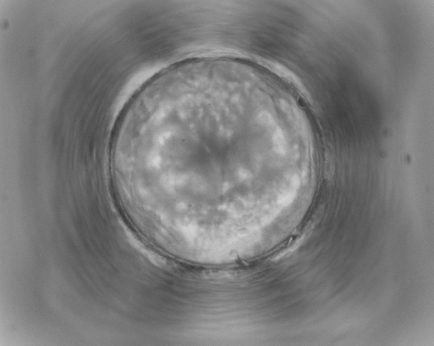 X0000070361231200607072055