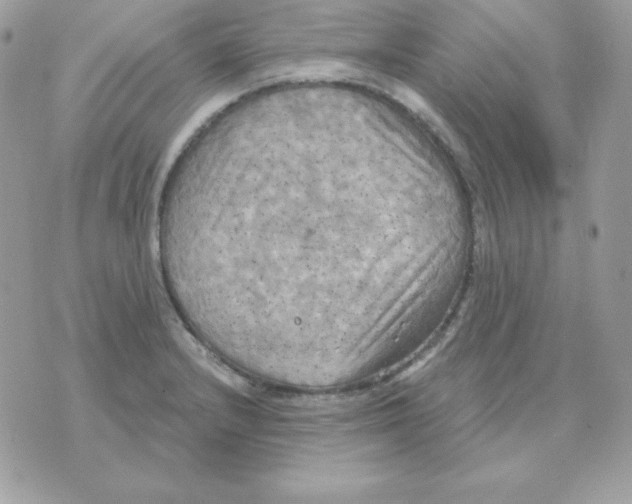 X0000070361232200607072055