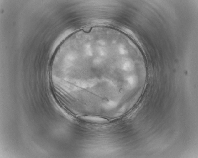 X0000070361235200607072055