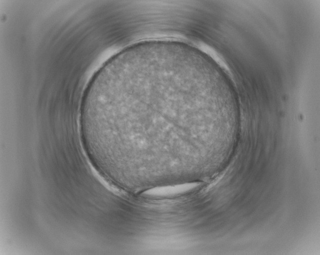 X0000070361237200607072055