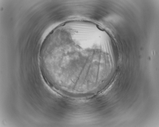 X0000070361239200607072055