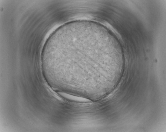 X0000070361240200607072055