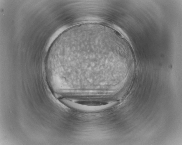 X0000070361243200607072055