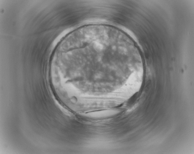 X0000070361245200607072055