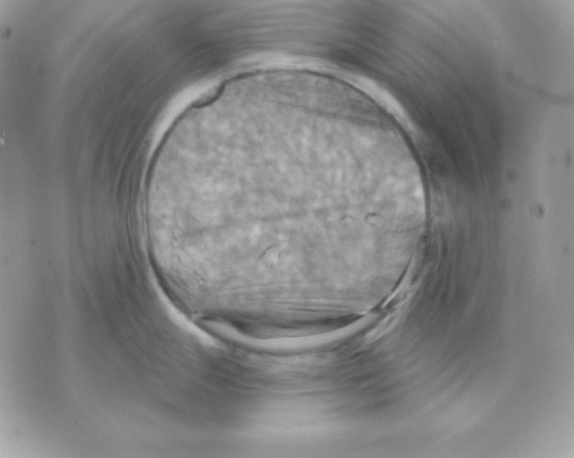 X0000070361247200607072055