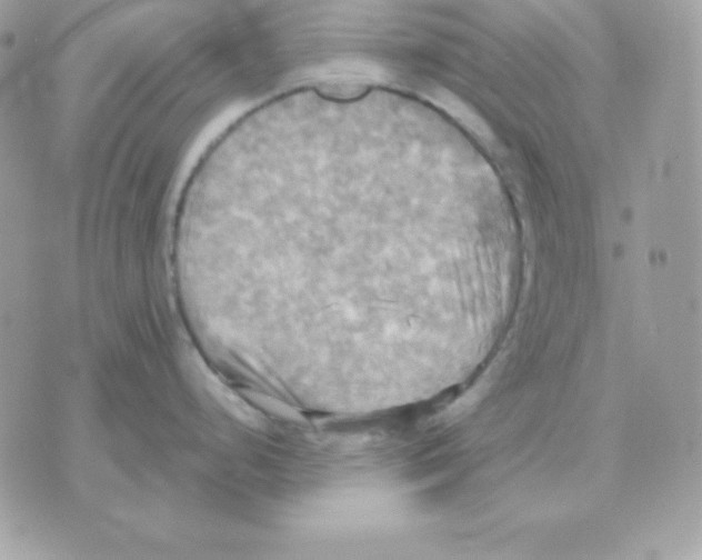 X0000070361248200607072055