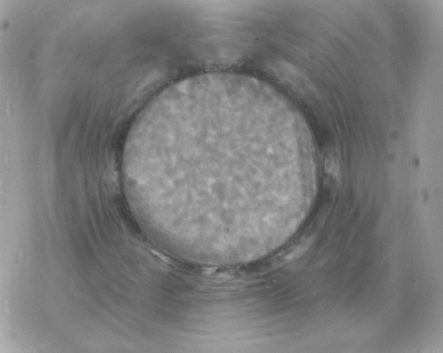 X0000070361252200607072054