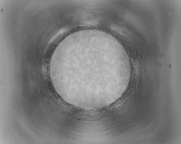 X0000070361254200607072054