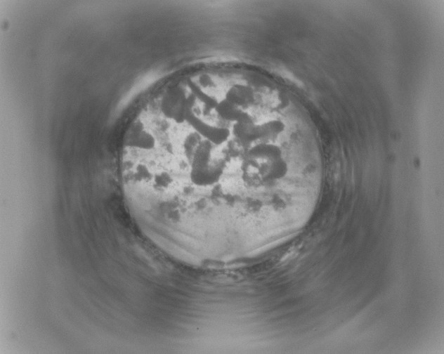 X0000070361255200607072054