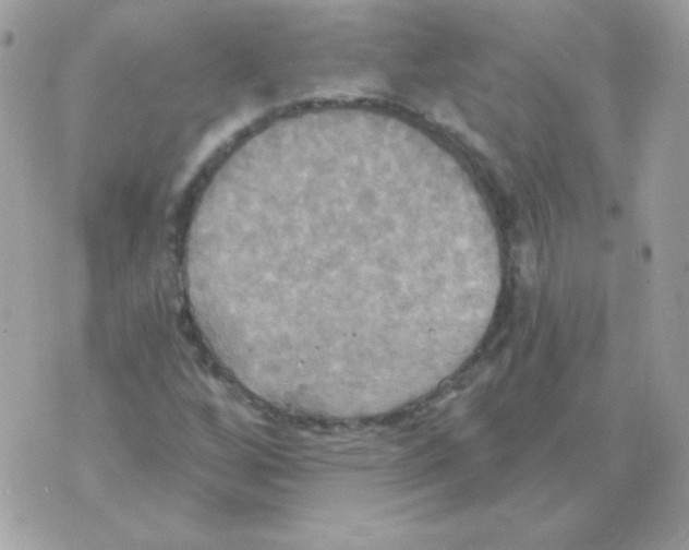 X0000070361256200607072054