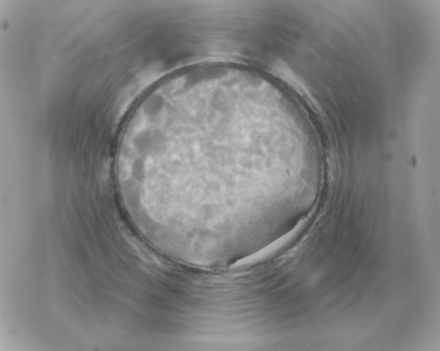 X0000070361260200607072054