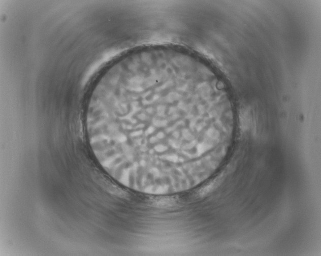 X0000070361262200607072054