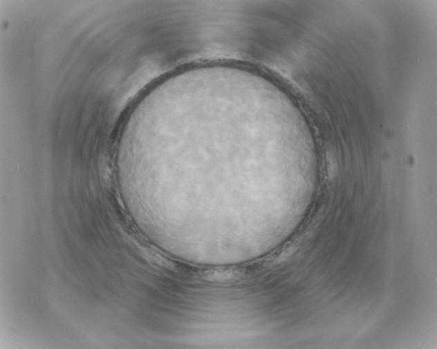 X0000070361266200607072054