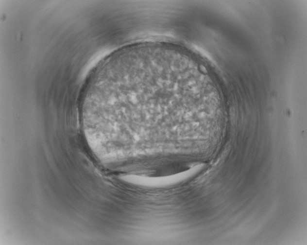 X0000070361267200607072054