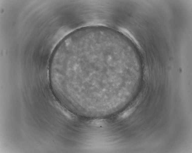 X0000070361268200607072054