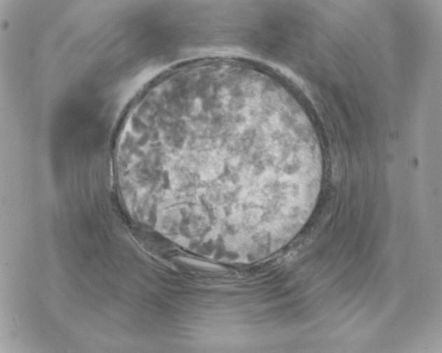 X0000070361271200607072054