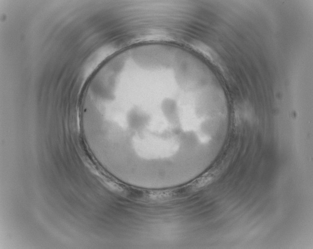 X0000070361274200607072054