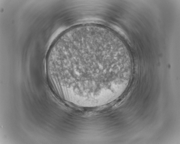 X0000070361275200607072054