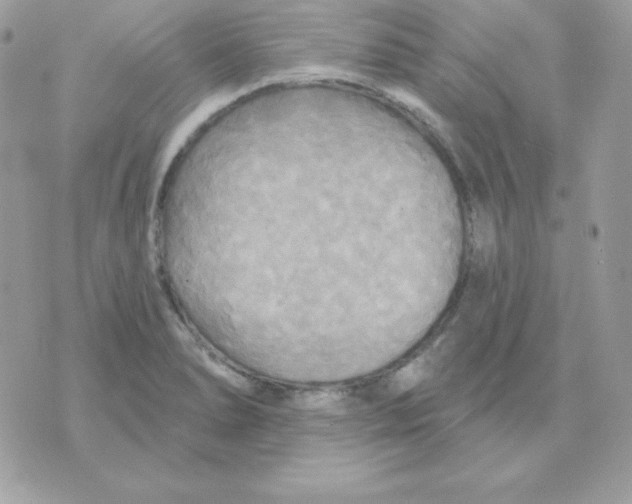 X0000070361278200607072054