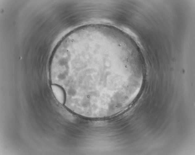 X0000070361280200607072054