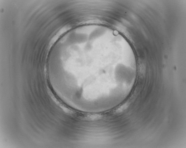 X0000070361282200607072054