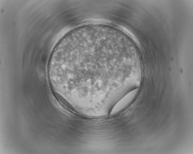 X0000070361283200607072054