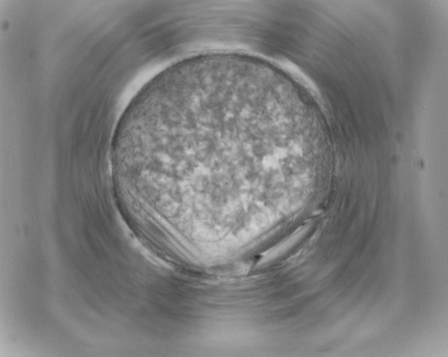 X0000070361287200607072054