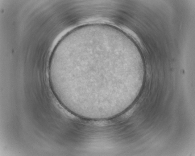 X0000070361288200607072054