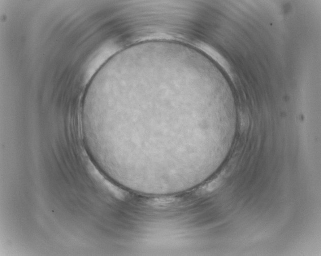 X0000070361290200607072054