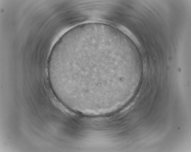 X0000070361292200607072054