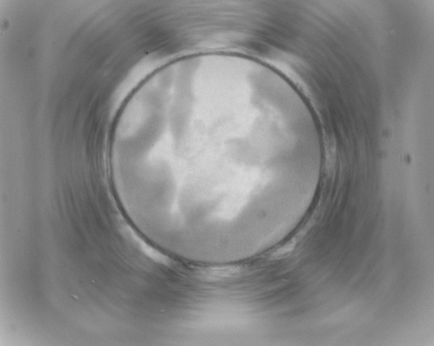 X0000070361294200607072054