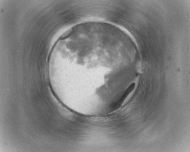 X0000070361295200607072054