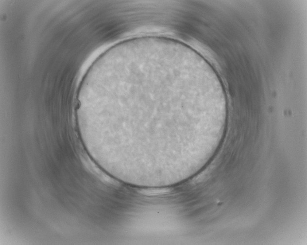 X0000070361296200607072054