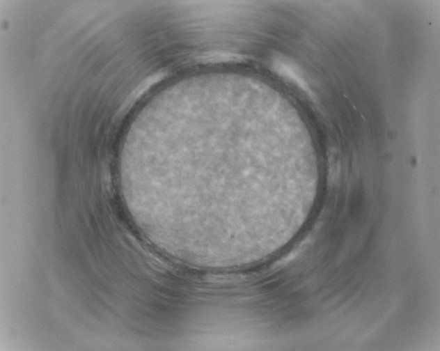 X0000070361305200607072053