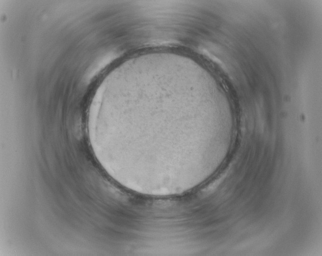 X0000070361306200607072053