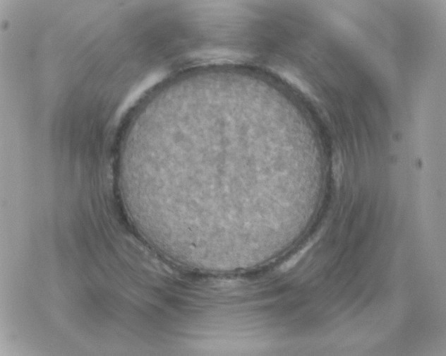 X0000070361309200607072053