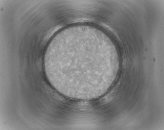 X0000070361313200607072053