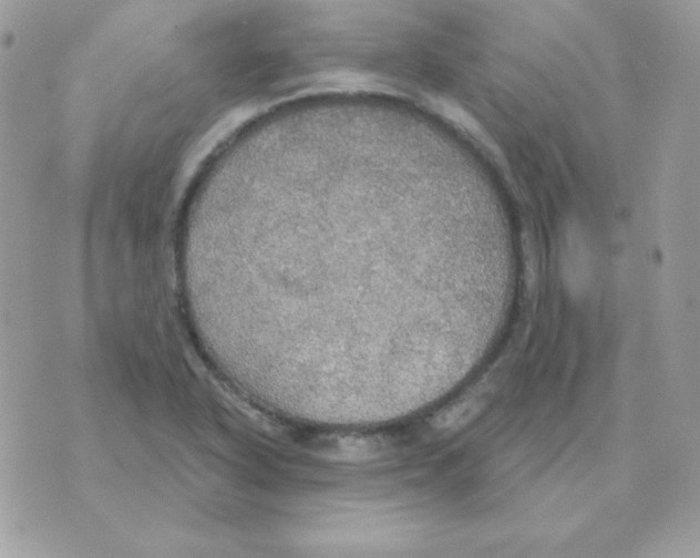 X0000070361318200607072053